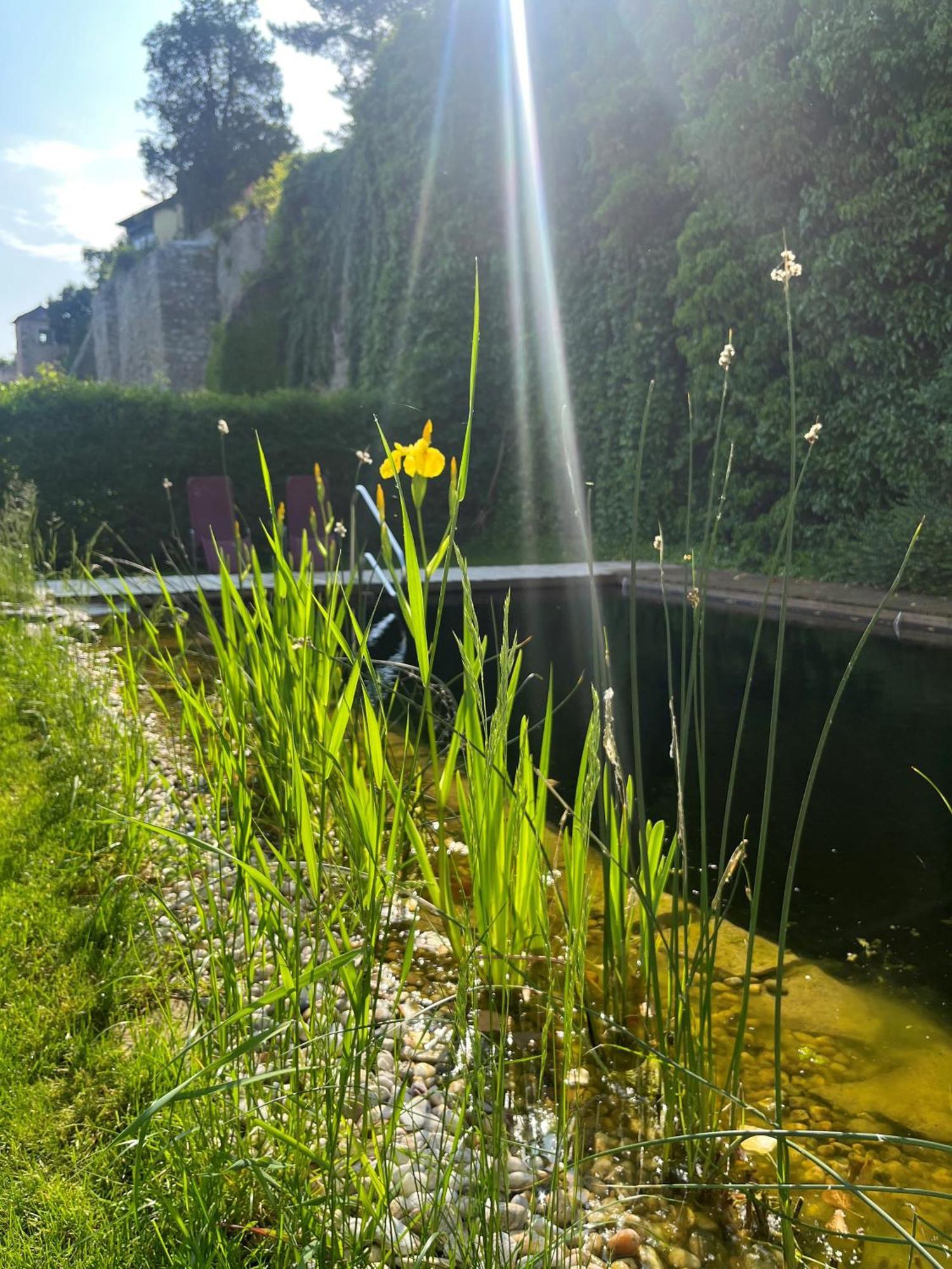 Gasthof Zum Goldenen Anker Hainburg an der Donau Extérieur photo